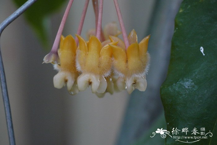 罗平油菜花