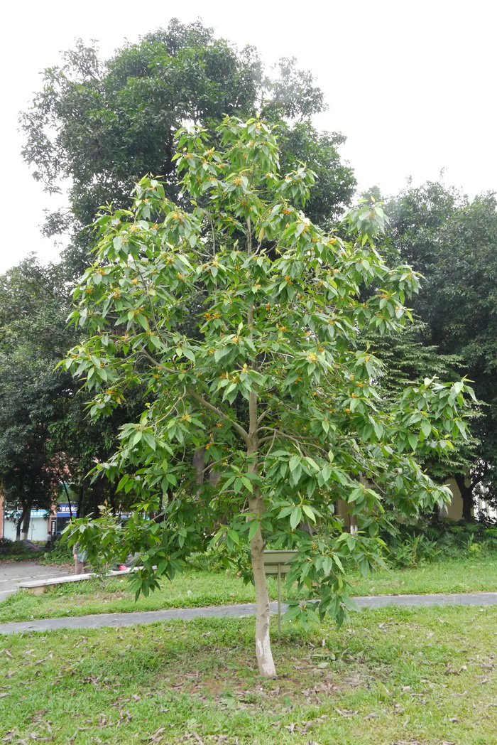 抹香植物