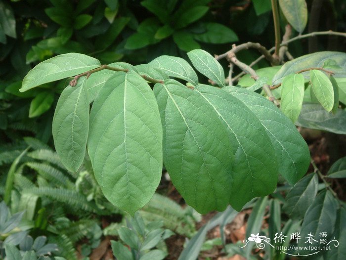 各种花朵图片大全