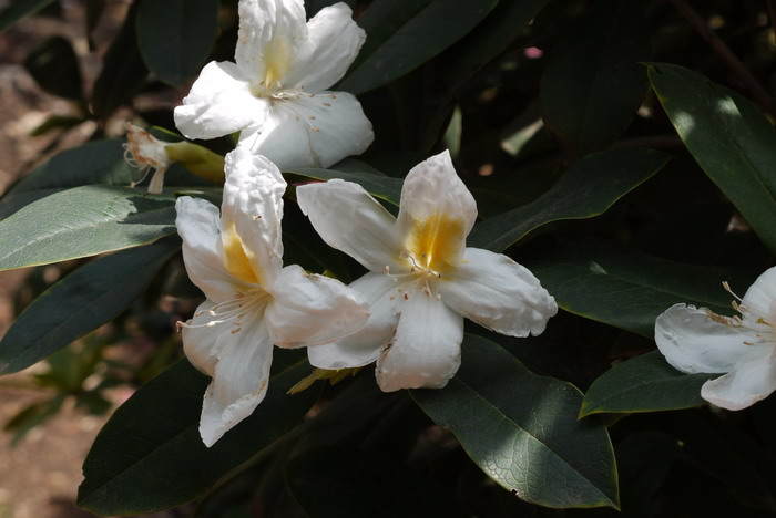 胎菊和杭白菊的区别