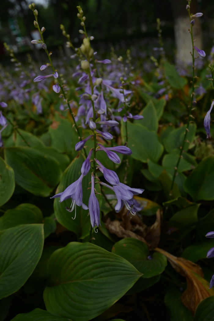 尸香魔芋