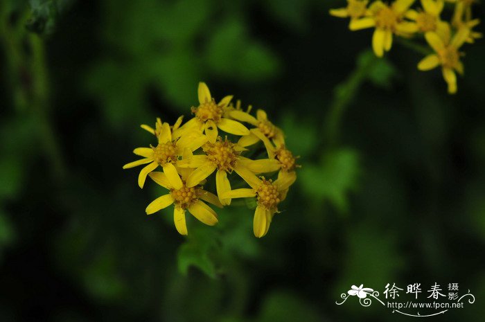 驱蚊草真的能驱蚊吗