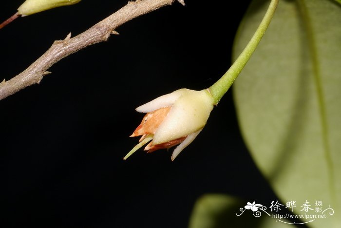 草花品种大全