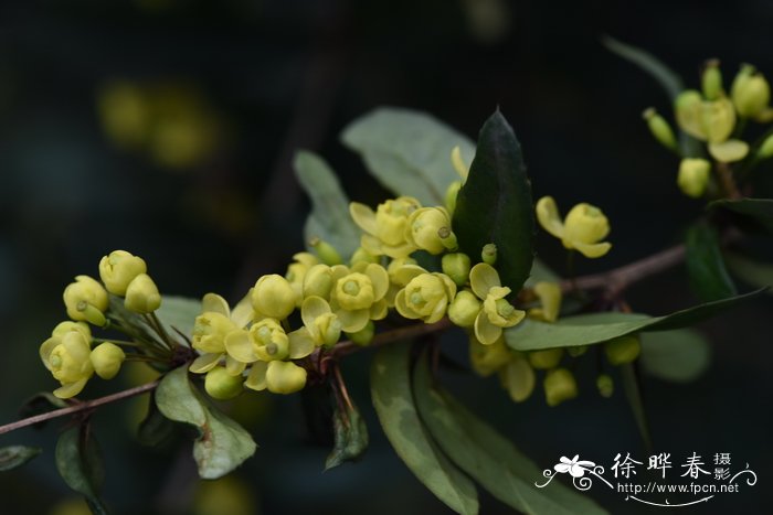 草莓成熟的季节