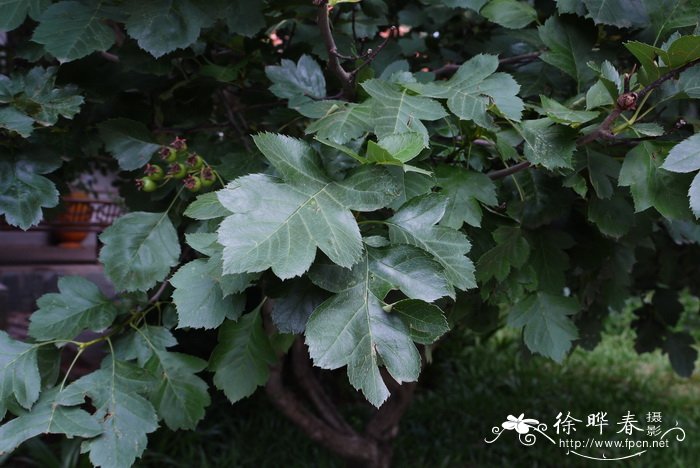 水果沙拉图片