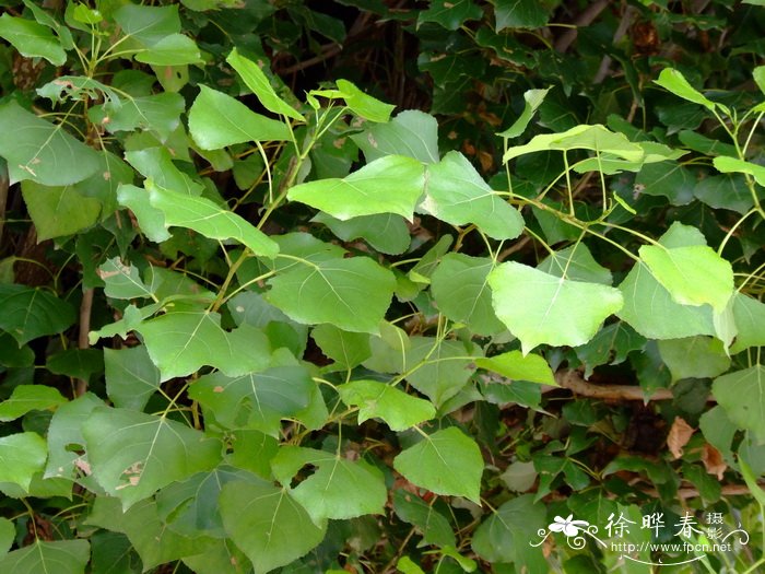 21朵红玫瑰花语是什么