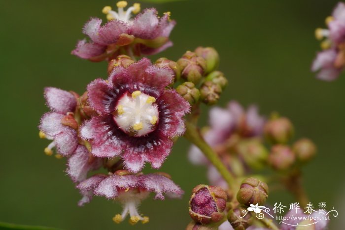 菊花作用