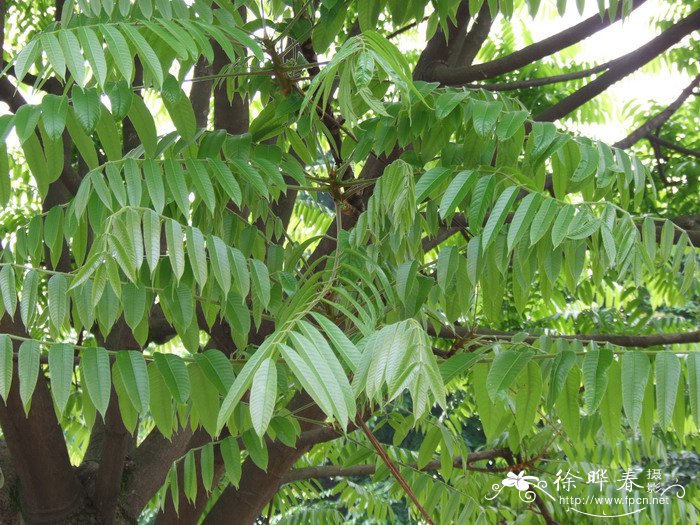 花盆土壤板结如何快速改良