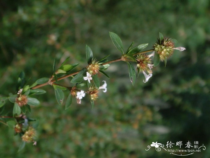 菠萝长在哪里