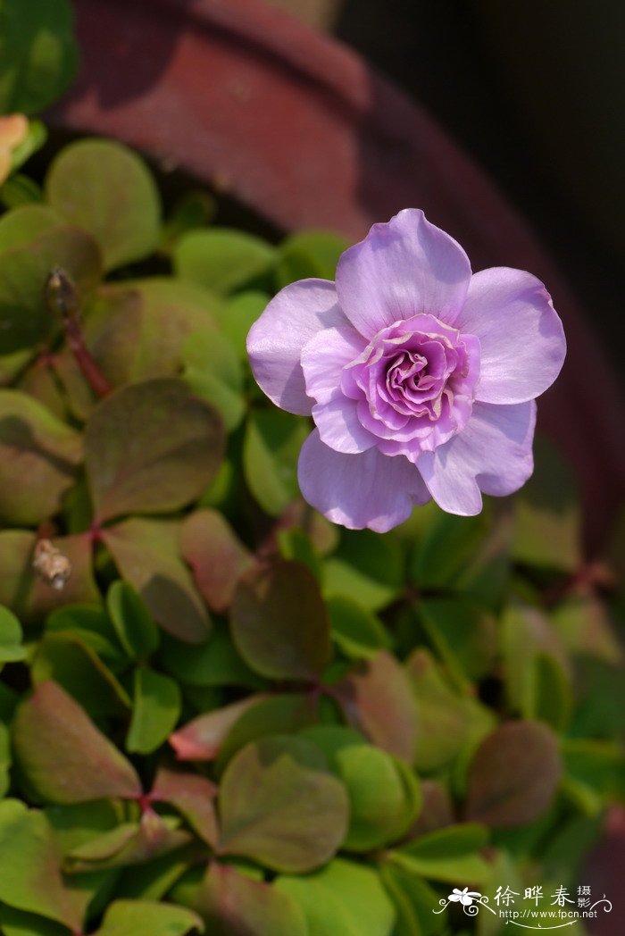 石榴花开像什么