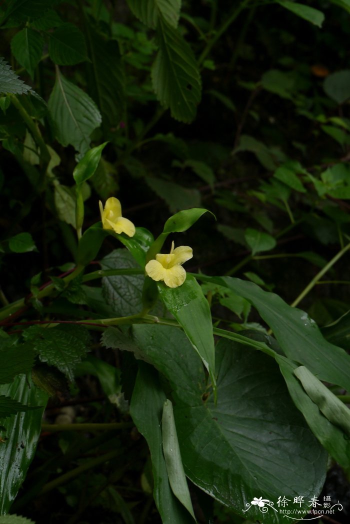 什么花的花语是厌世