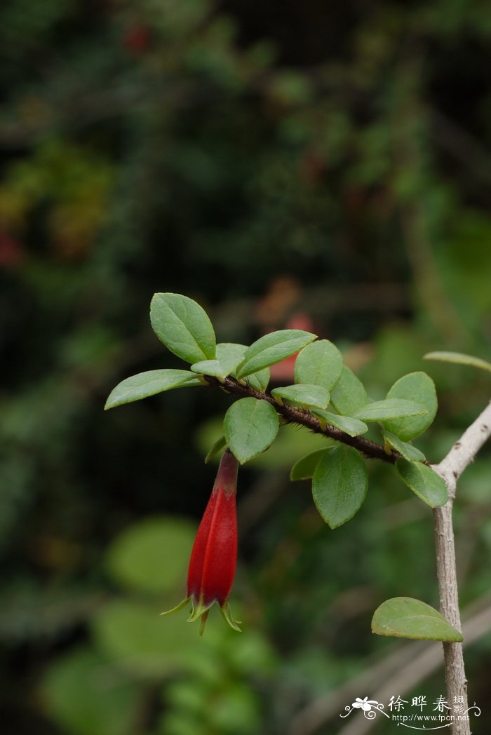 山楂花