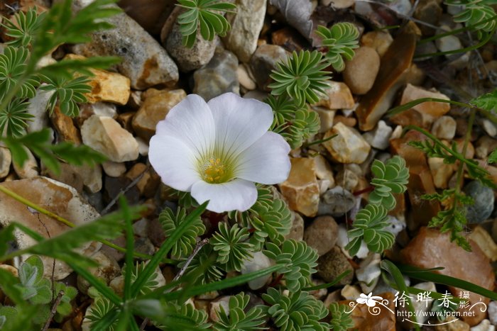 先开花后长叶是什么花