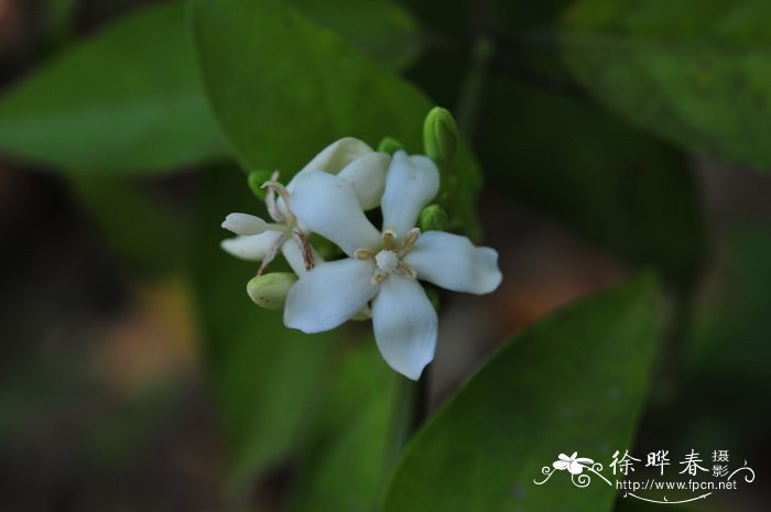 香樟苗种植