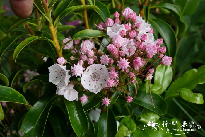 栀子花叶子发黄图解