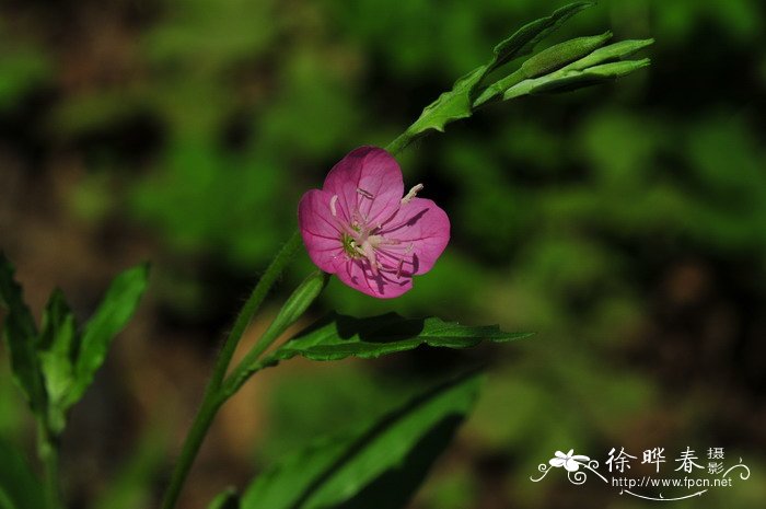 花茶图片