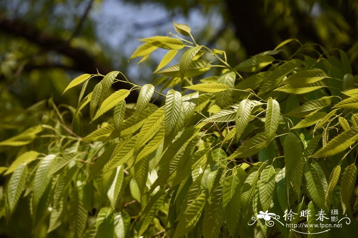 果树嫁接技术