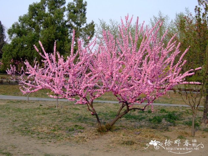 草莓图片卡通