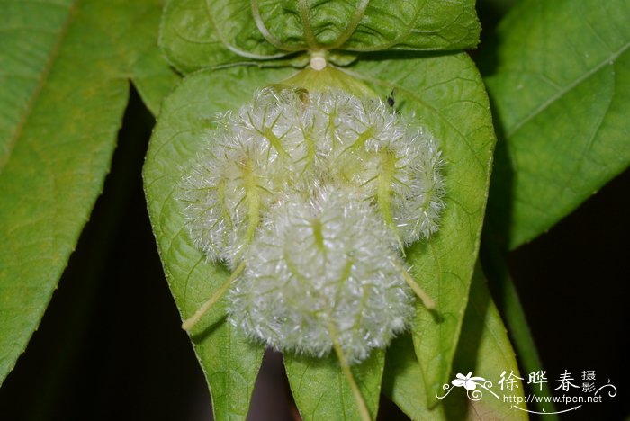 植物妈妈有办法还有哪些植物传播种子的方法