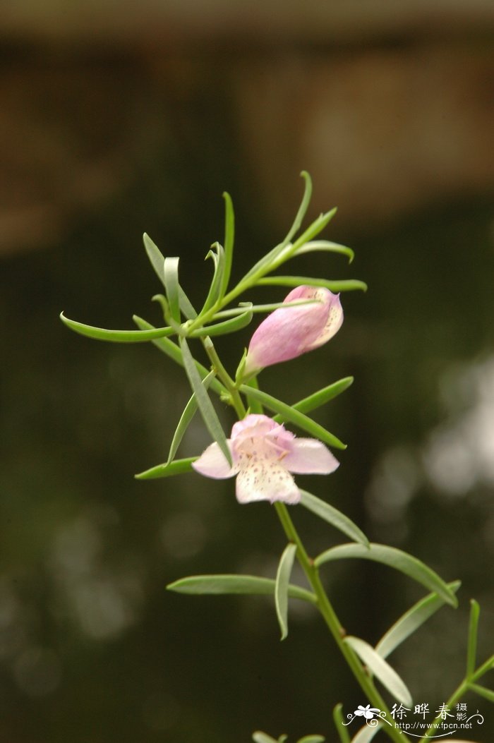 花椒树苗多少钱一颗