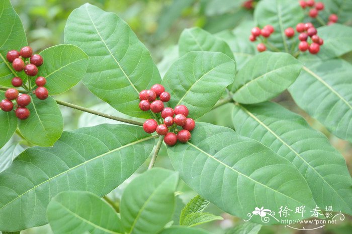 植树节种什么树好