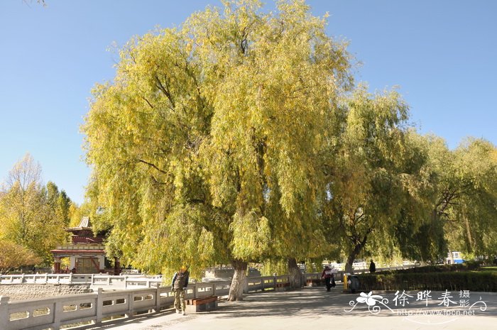 十公分桂花树价格