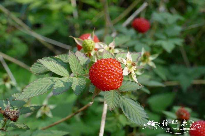 秦冠苹果