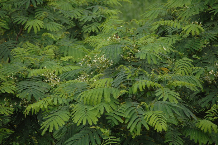 郑州鲜花礼品