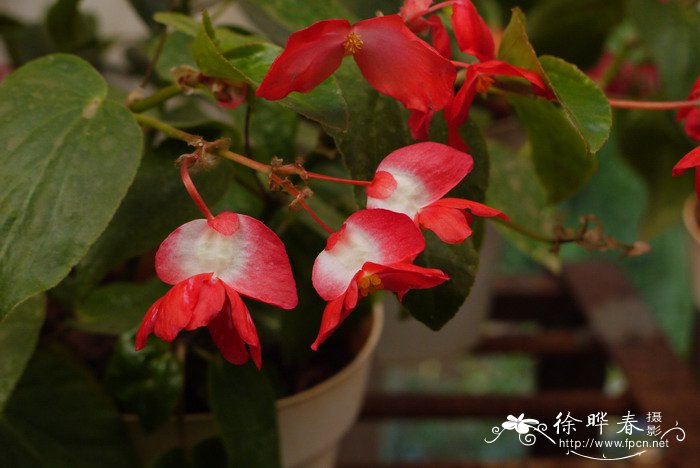 风信子开花后怎么处理