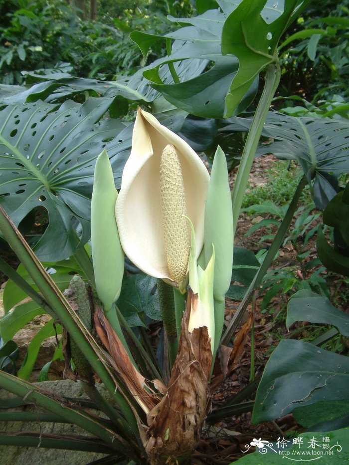 水生植物水生植物