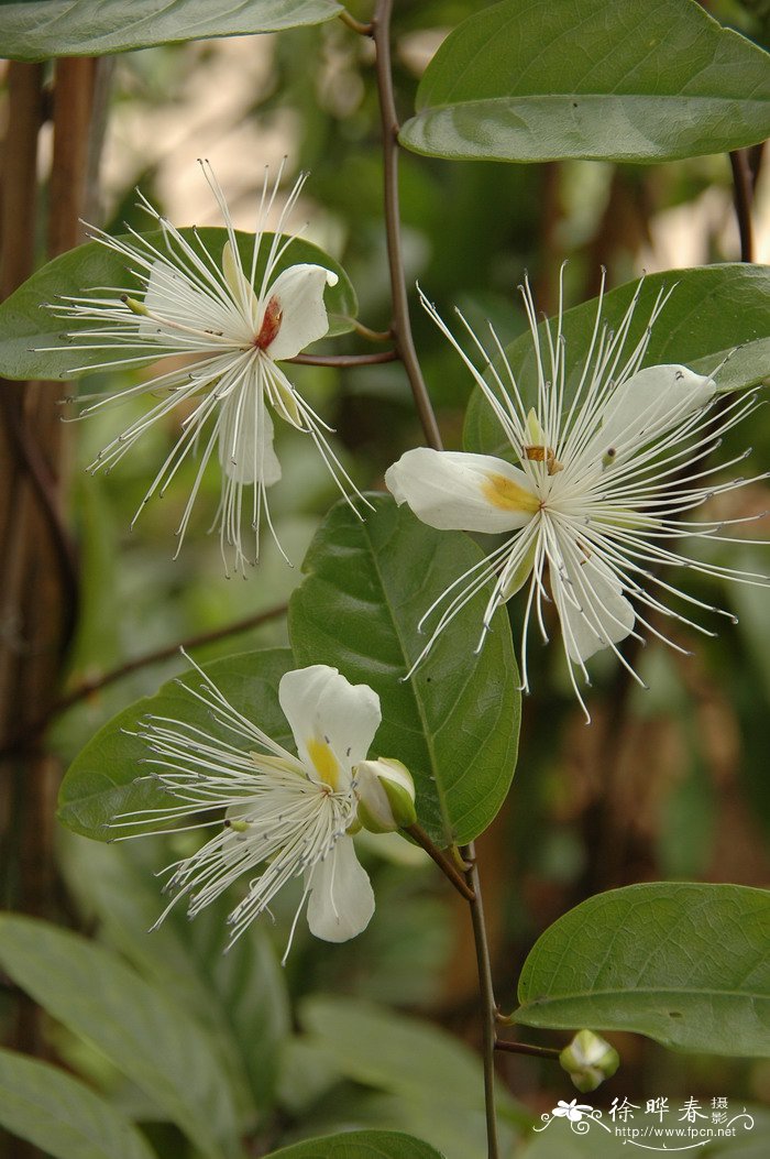 构树种植