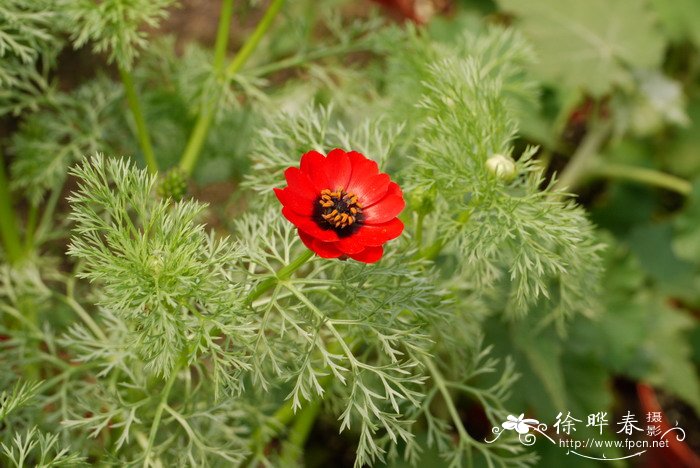 草莓种子什么时候种植最好