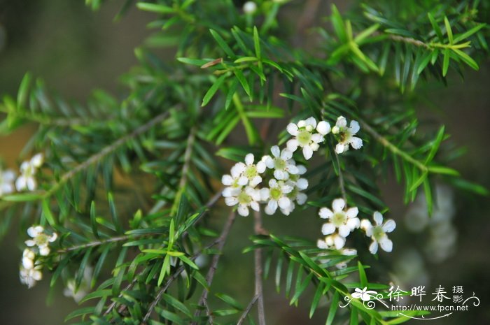 向日葵是什么季节