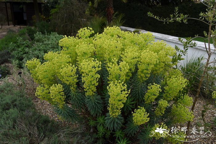 桂花树这一棵要多少钱