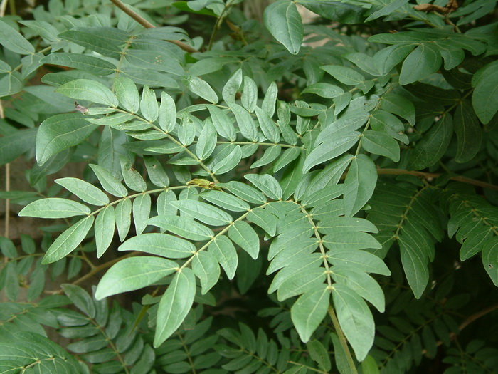 吃肉的植物爬山虎