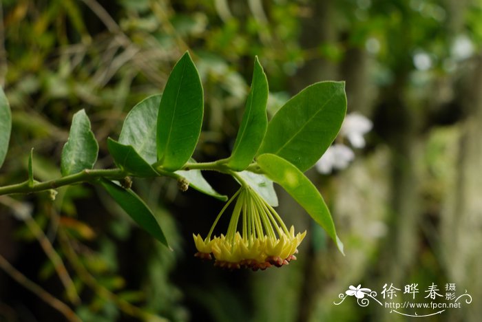 天津鲜花速递