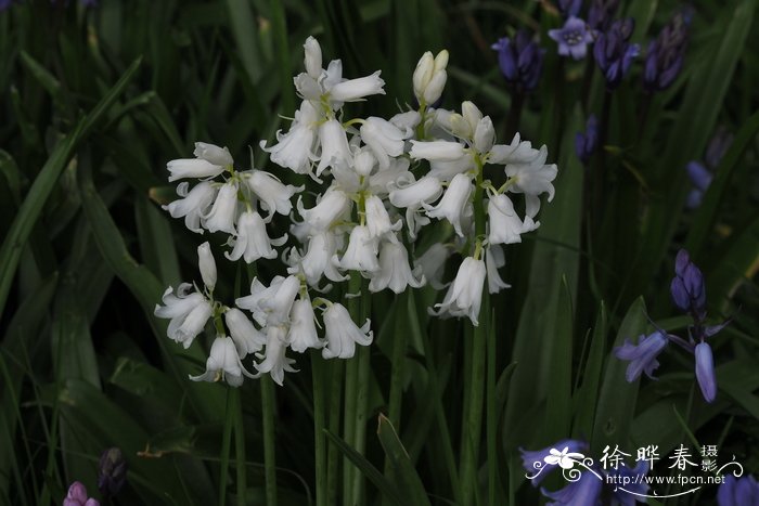 苹果种植地区