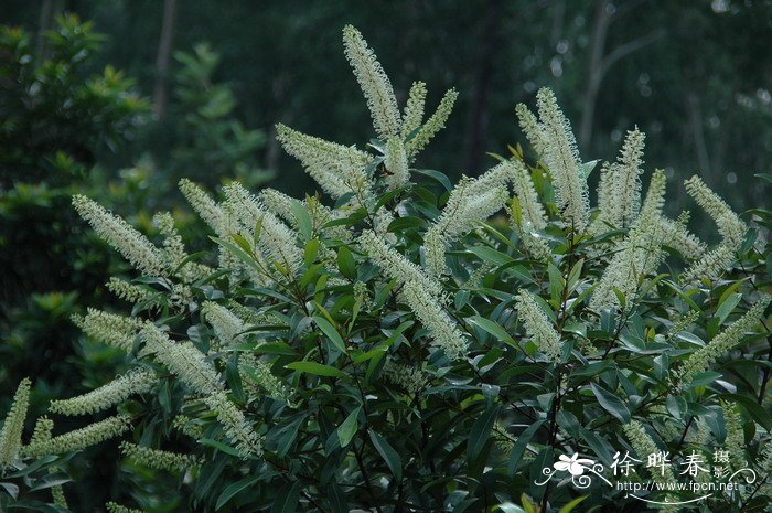 蕾丝花