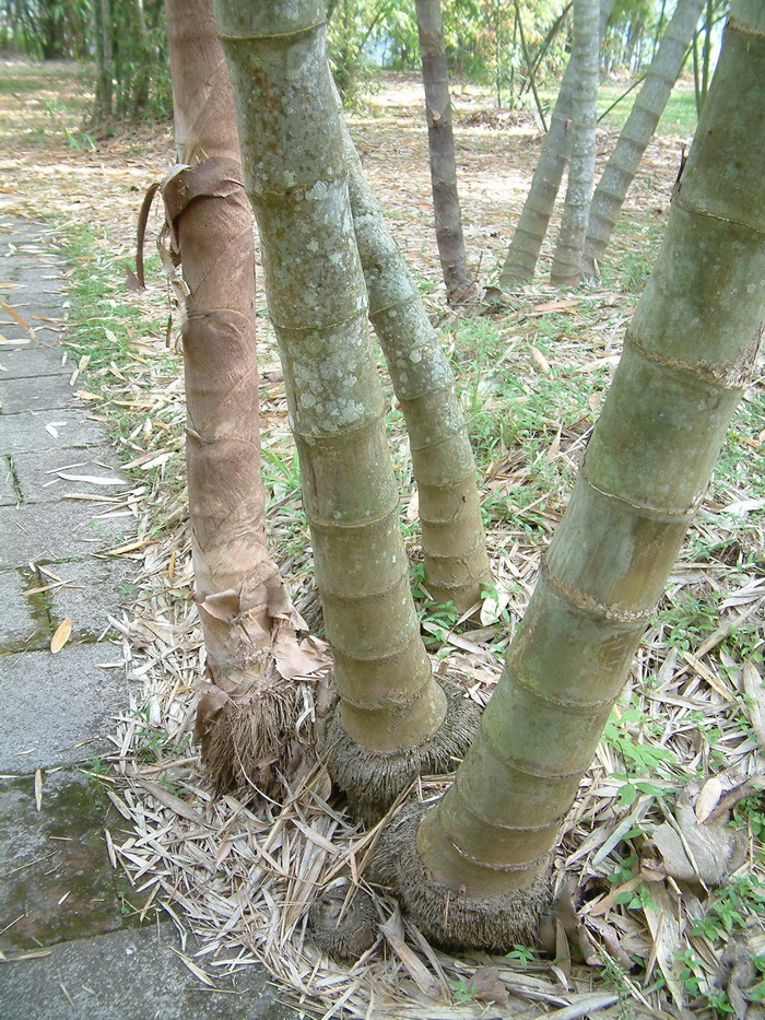 凤仙花的资料