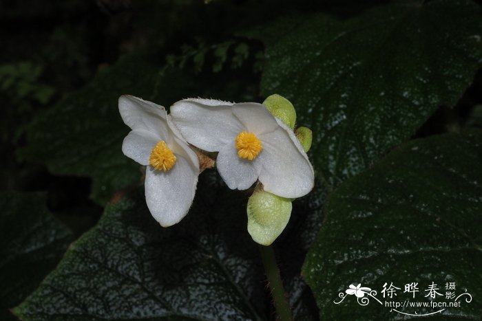 下山兰花