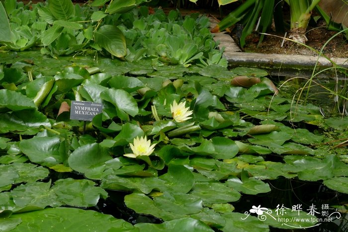 大王椰子树