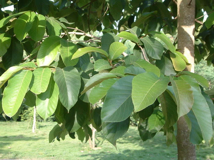 黑苦荞茶可以天天喝吗