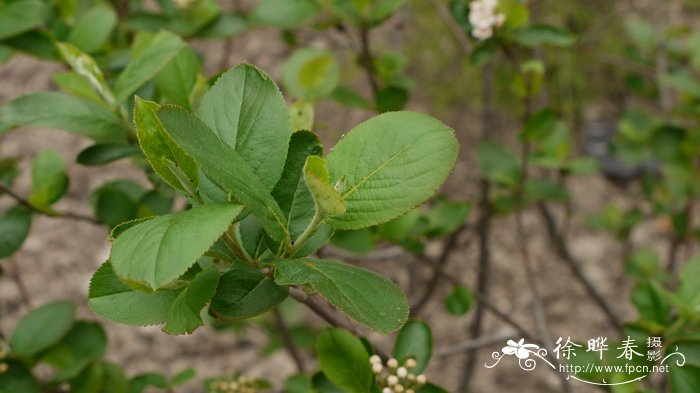 5公分香樟树价格