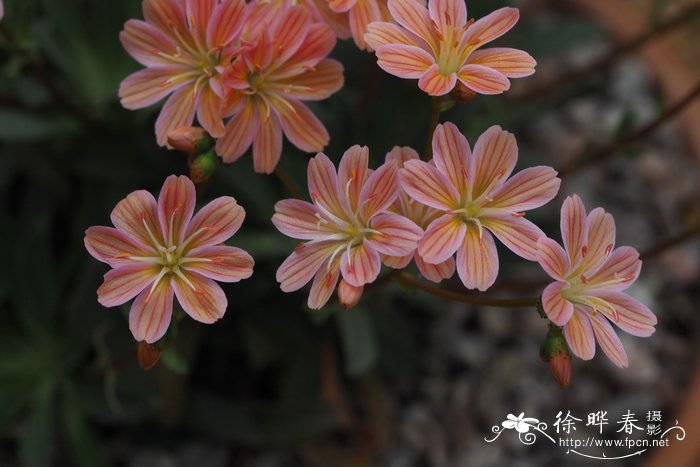 瑞香花图片