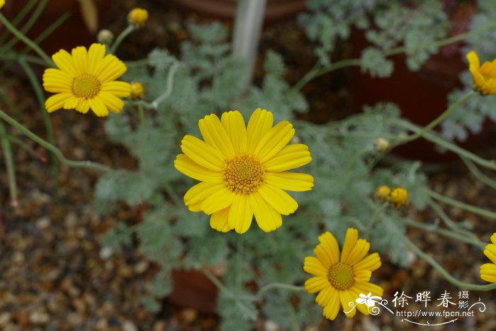 深圳鲜花订购