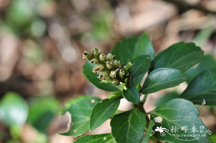 紫茉莉