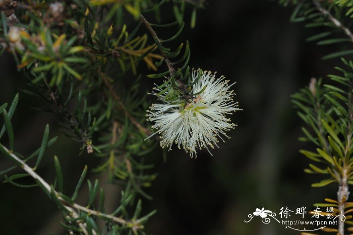 山楂花