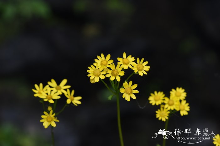 情人节花