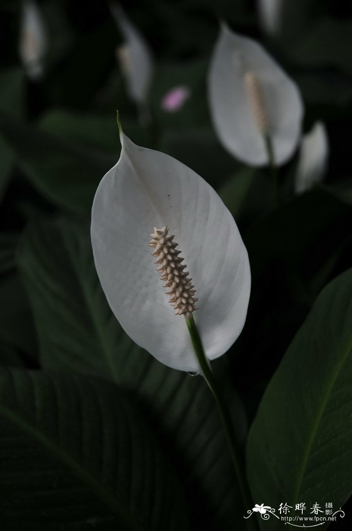 姬金鱼草的花语是什么