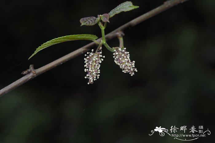 观赏植物